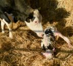 Defra identifies 2 calves ‘with blindness’ among bluetongue cases
