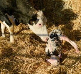 Defra identifies 2 calves ‘with blindness’ among bluetongue cases