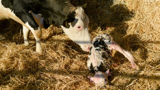 Defra identifies 2 calves ‘with blindness’ among bluetongue cases