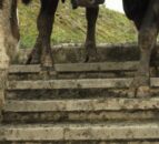 Preventing lameness during tough grazing conditions