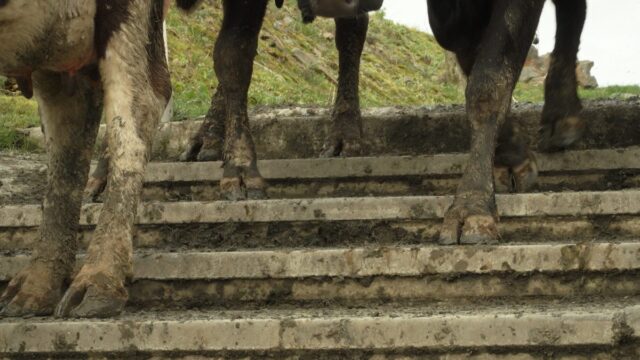 Preventing lameness during tough grazing conditions