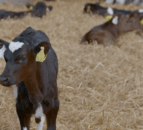 Reminder: Watch out for bloat as spring calving progresses