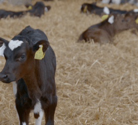 Reminder: Watch out for bloat as spring calving progresses