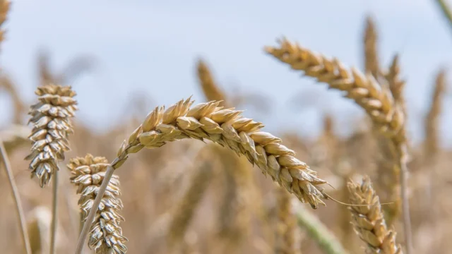 Availability of wheat in UK down year-on-year – AHDB