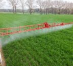 What is driving glyphosate resistance?