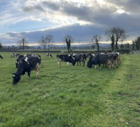 Is spring grazing a possibility yet?