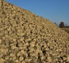 Beet growers to receive fairer prices under new pilot contract - NFU