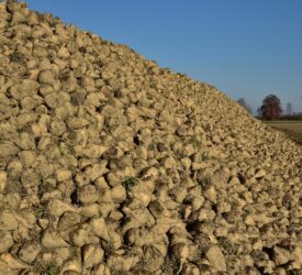 Beet growers to receive fairer prices under new pilot contract – NFU