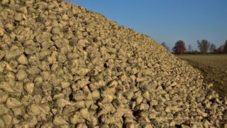 Beet growers to receive fairer prices under new pilot contract – NFU