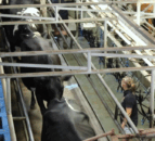 Dairy farmers and processors urged to take part in survey - ASCA