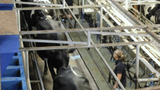 Dairy farmers and processors urged to take part in survey – ASCA