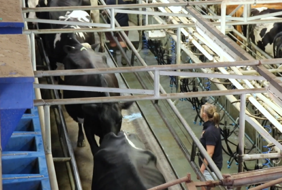 Dairy farmers and processors urged to take part in survey - ASCA