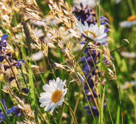 Draft NI nature strategy consultation deadline extended