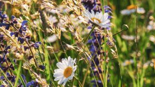 Draft NI nature strategy consultation deadline extended