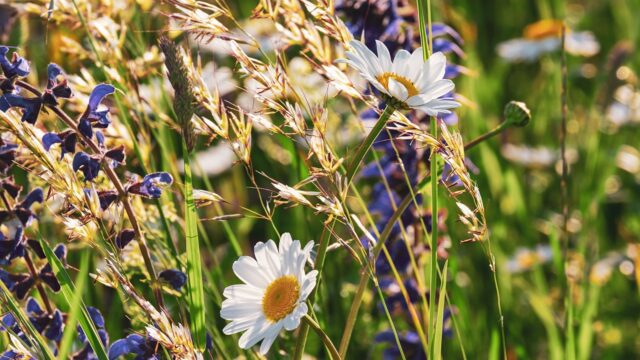 Draft NI nature strategy consultation deadline extended