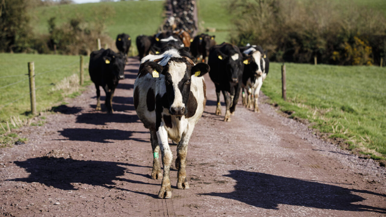 Risk of white line disease and sole bruising as grazing kicks off
