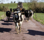 Risk of white line disease and sole bruising as grazing kicks off