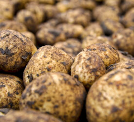 EU farmers giving potatoes away as ‘significant surplus’ hits markets