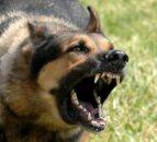 34 pregnant sheep dead after dog attack in Lincolnshire