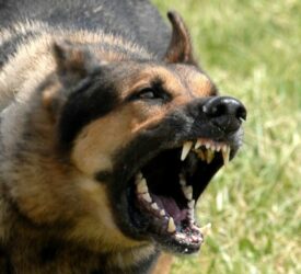 34 pregnant sheep dead after dog attack in Lincolnshire