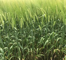 Key breakthrough in developing ‘gene edited’ barley