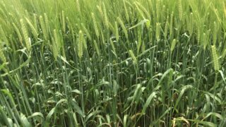 Key breakthrough in developing ‘gene edited’ barley
