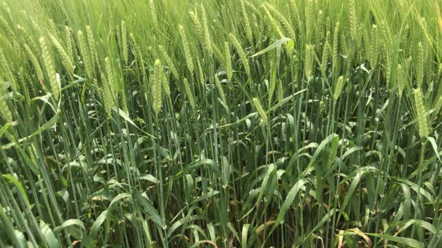 Key breakthrough in developing ‘gene edited’ barley