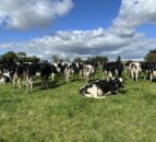 Is endometritis costing you money in lost fertility?