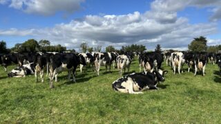 Is endometritis costing you money in lost fertility?