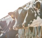 Last of the cows to calf at risk of milk fever