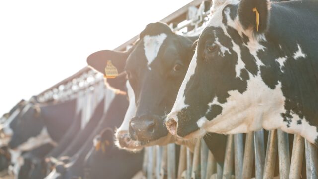 Last of the cows to calf at risk of milk fever