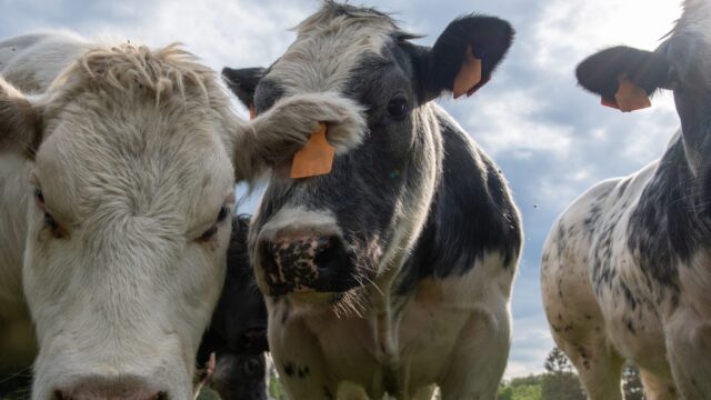 Farmers urged to check cows’ iodine status as goitre linked to abortions