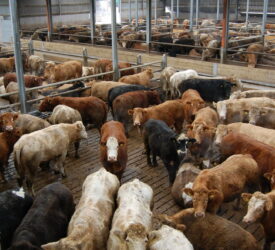 $45m programme in Australia to ‘fast-track feedlot innovation’