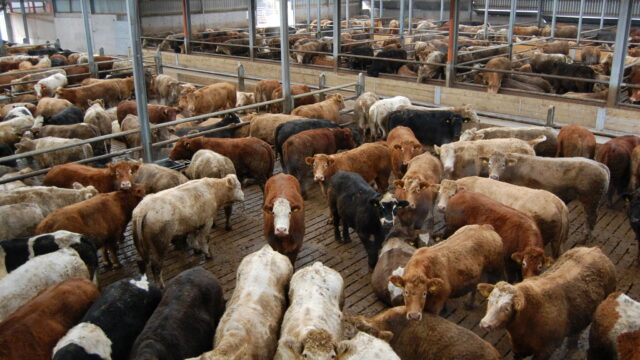 $45m programme in Australia to ‘fast-track feedlot innovation’