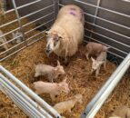 ‘One-in-a-million’ quintuplet lambs born on Cavan farm