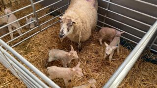 ‘One-in-a-million’ quintuplet lambs born on Cavan farm