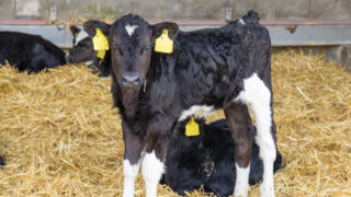 Transitioning from starter ration to concentrates