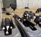 Moving calves to once-a-day feeding