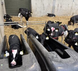 Moving calves to once-a-day feeding