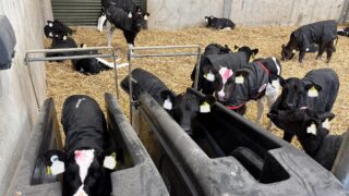 Moving calves to once-a-day feeding