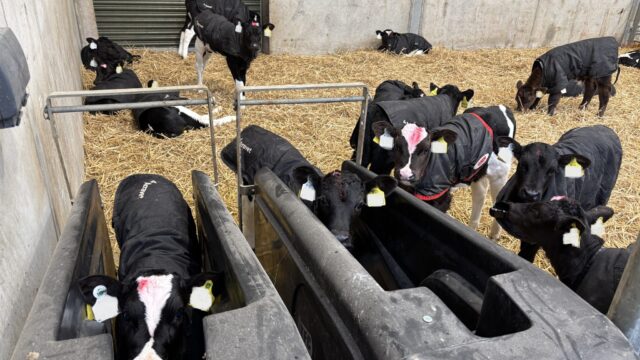 Moving calves to once-a-day feeding