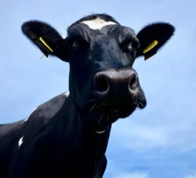 Advice for NI farmers as BVD restriction changes in place