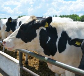 European farmers on high alert amid FMD outbreak in Cyprus