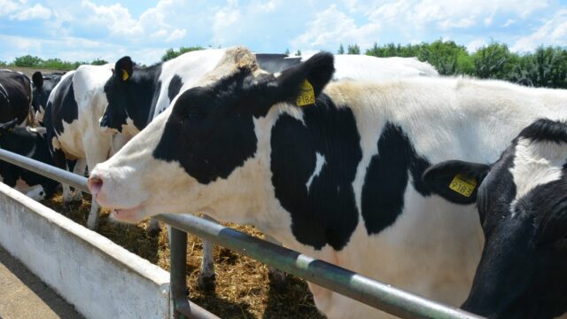 European farmers on high alert amid FMD outbreak in Cyprus