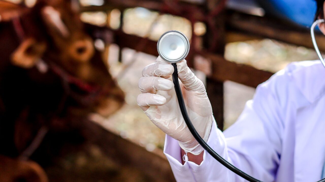 Bluetongue: Devon calf born with no brain tissue