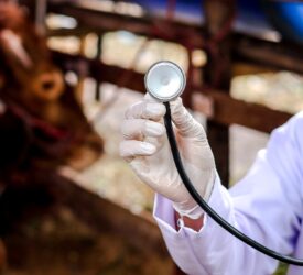 Bluetongue: Devon calf born with no brain tissue