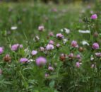 Optimising clover yields in grass swards
