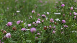Optimising clover yields in grass swards