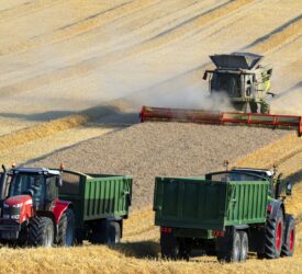 Why is the international wheat market on the rise?