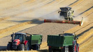 Why is the international wheat market on the rise?